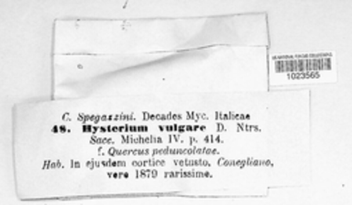 Hysterium vulgare image